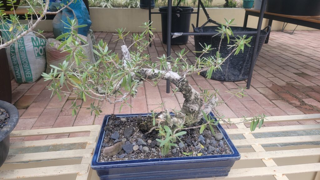 An early stage bonsai, Pemphis acidula.