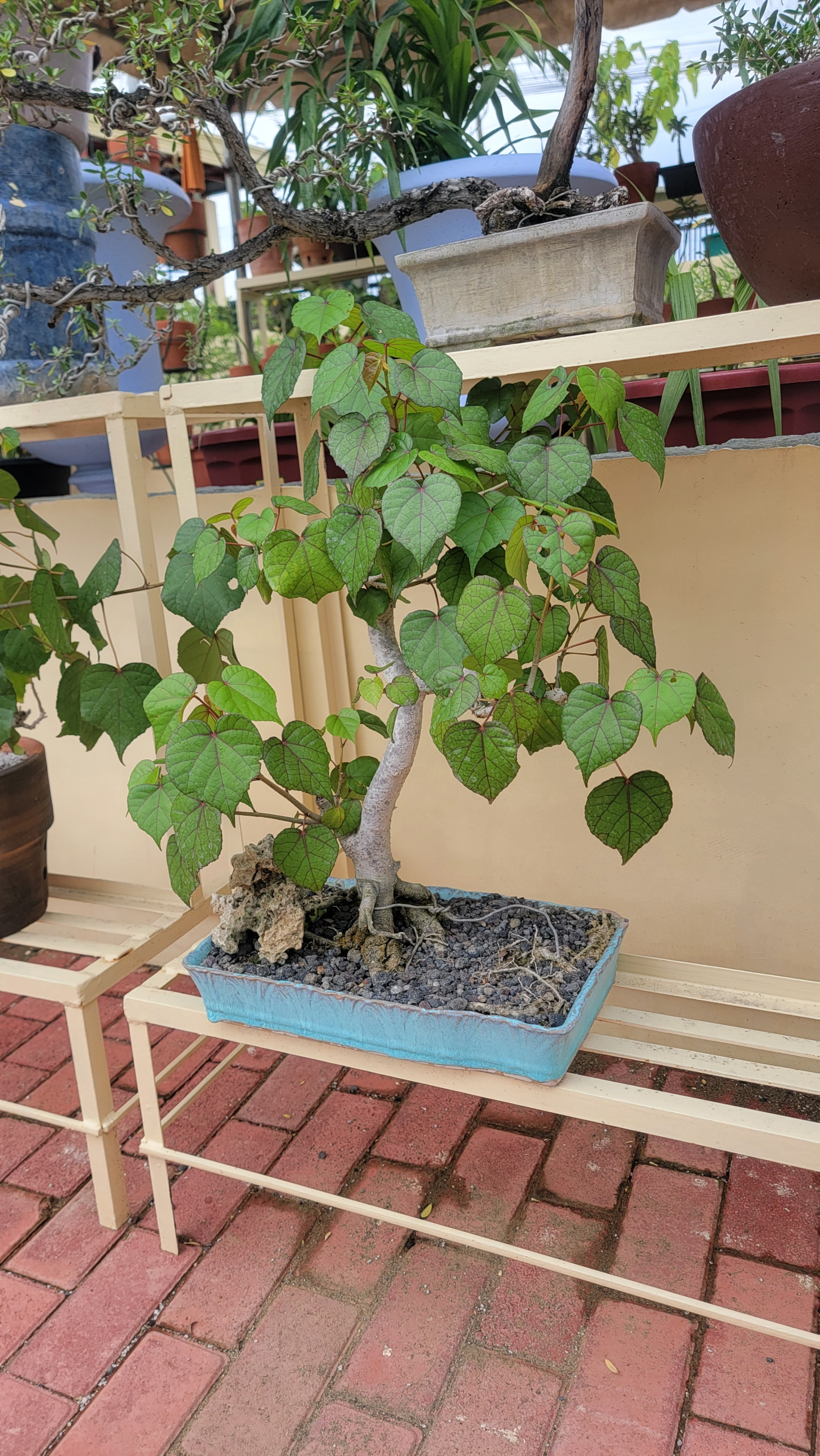 Hibiscus beginning to take shape