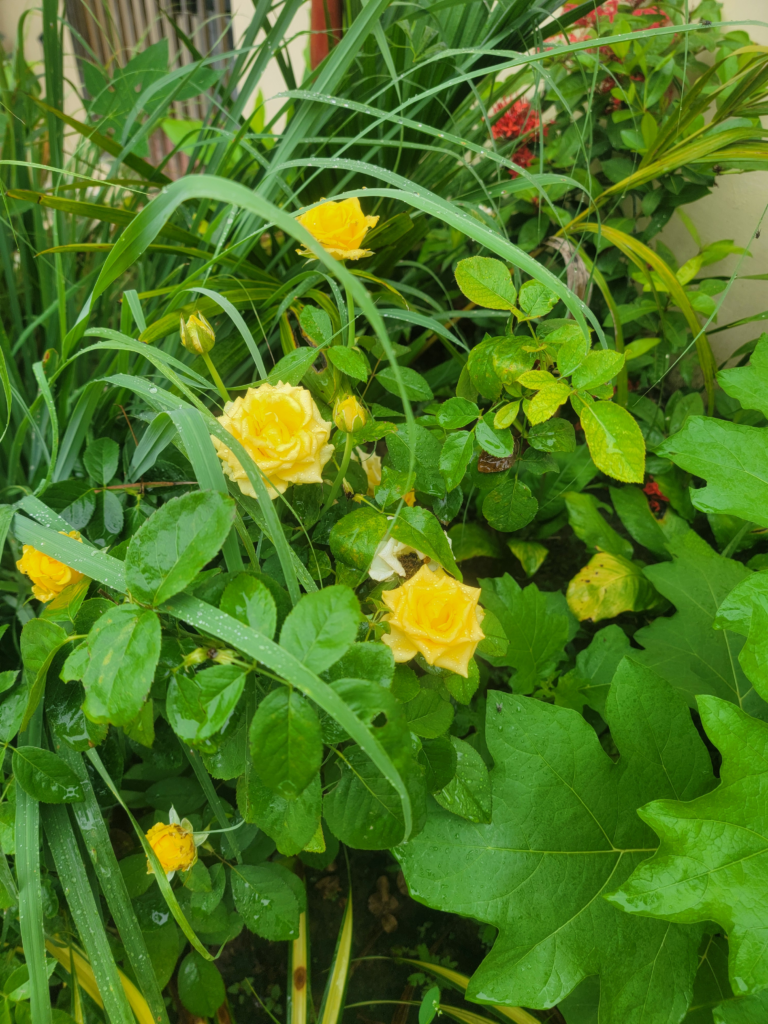 American roses are great plants here.