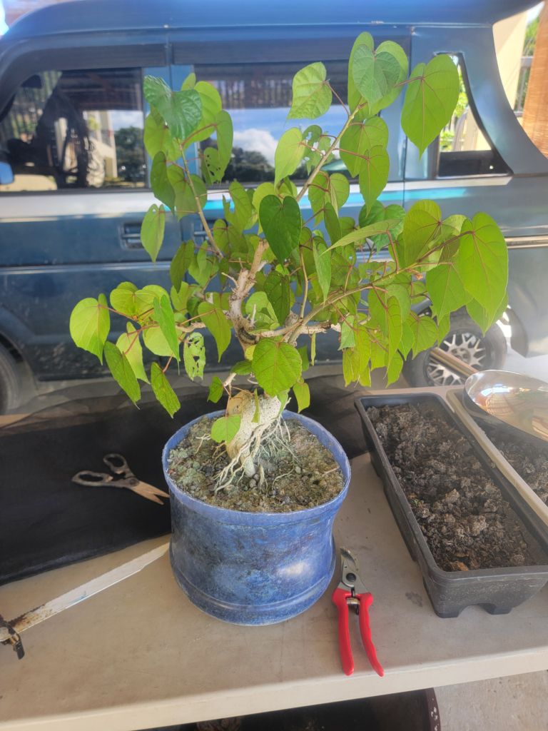 Not the best of pot, but I guess it worked for those who had it. Repotting begins.