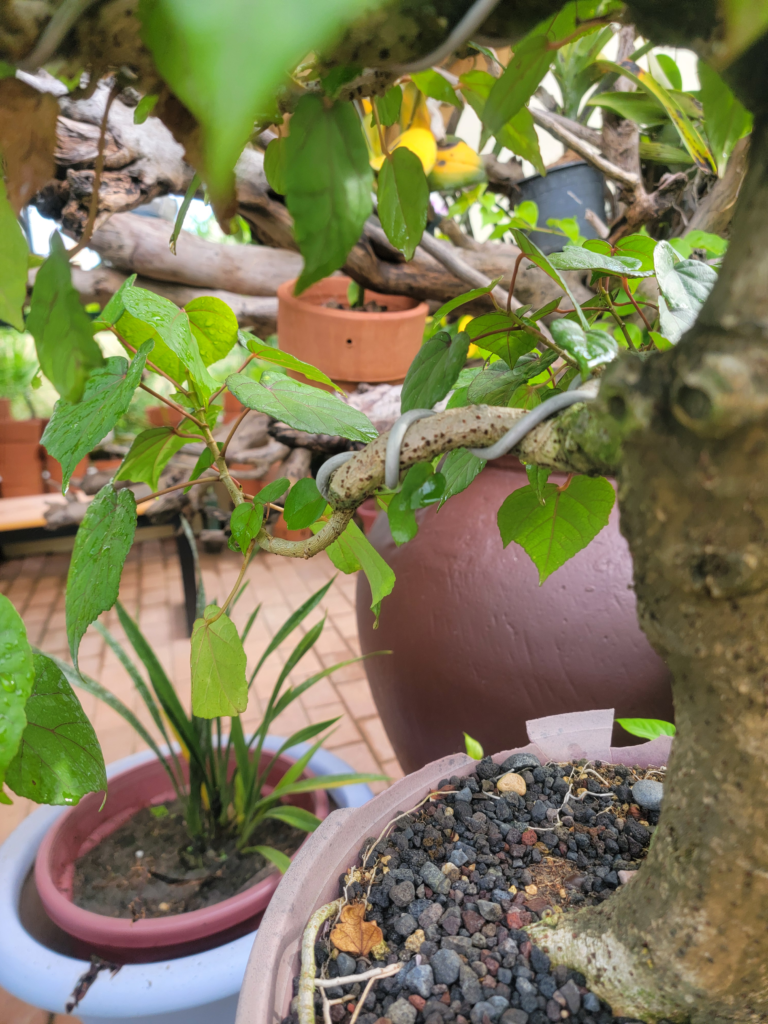Hibiscus trunk and branching bark wired with large wire