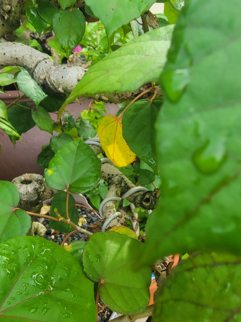 Hibiscus Taiwan bark