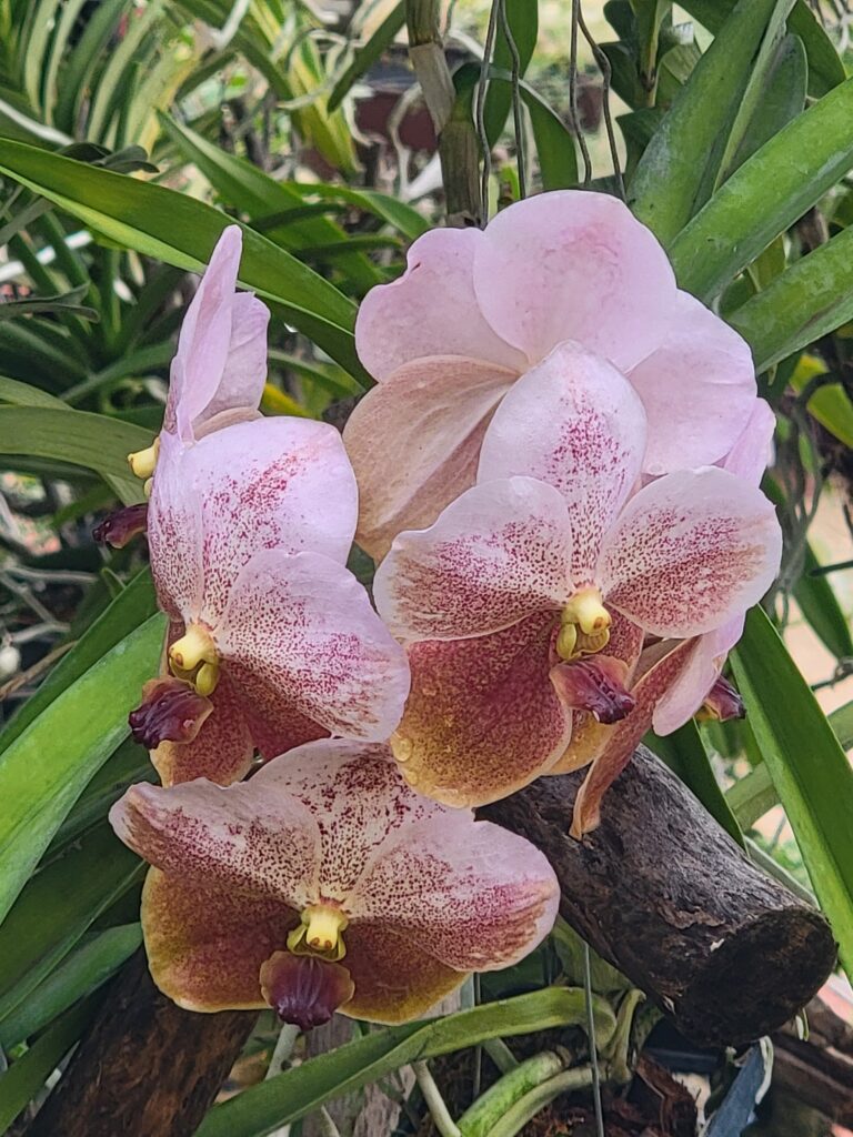 Vanda exemplar
