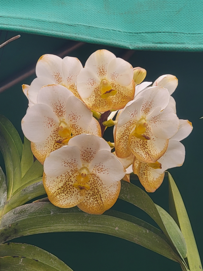 Orchids