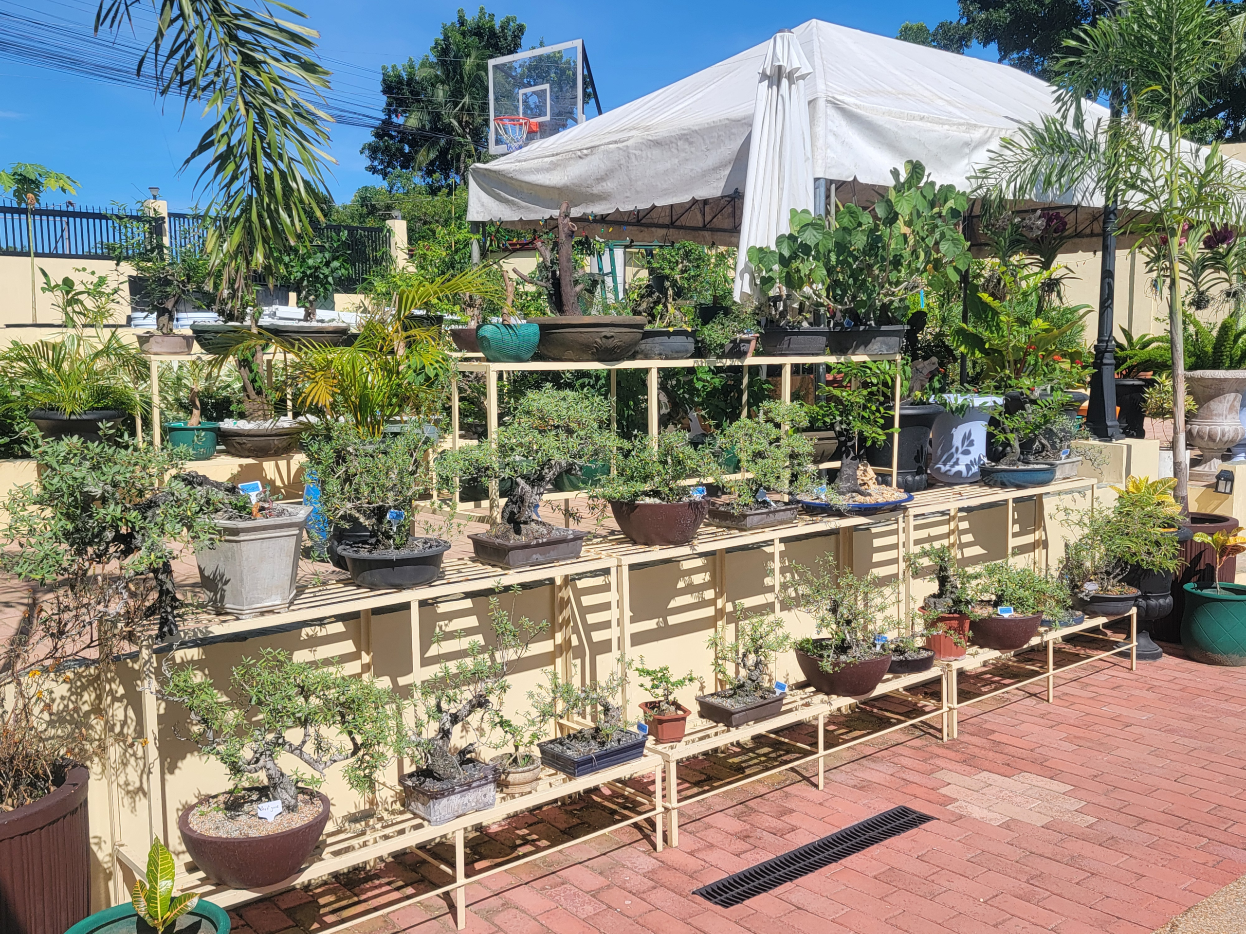 Metal racks for bonsai