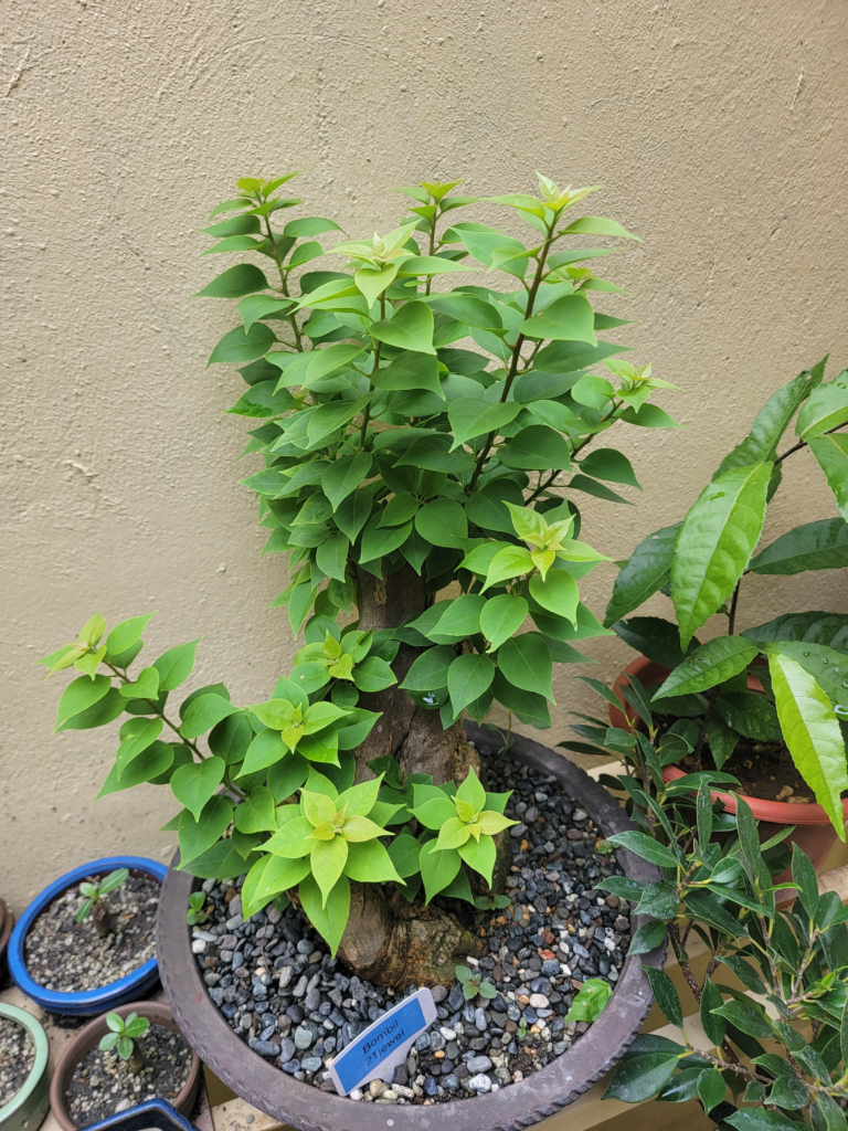 21 Jewel bouganvillia