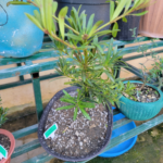 podocarpus red