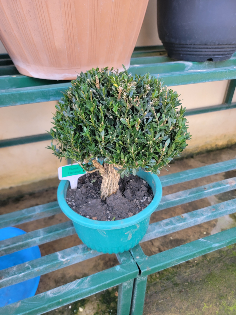 Buxus harlandi