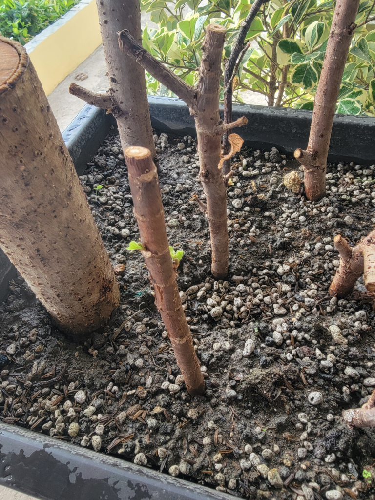 Hibiscus Taiwan Variegated propagation