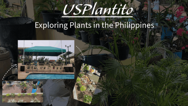 Search at USPlantito