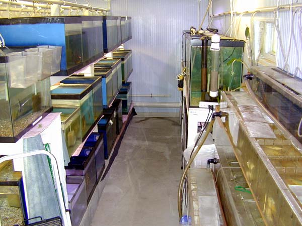 USPlantito website is taking shape: a long path to get here