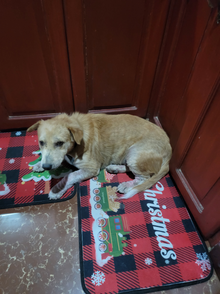 Arlo, the zombie dog