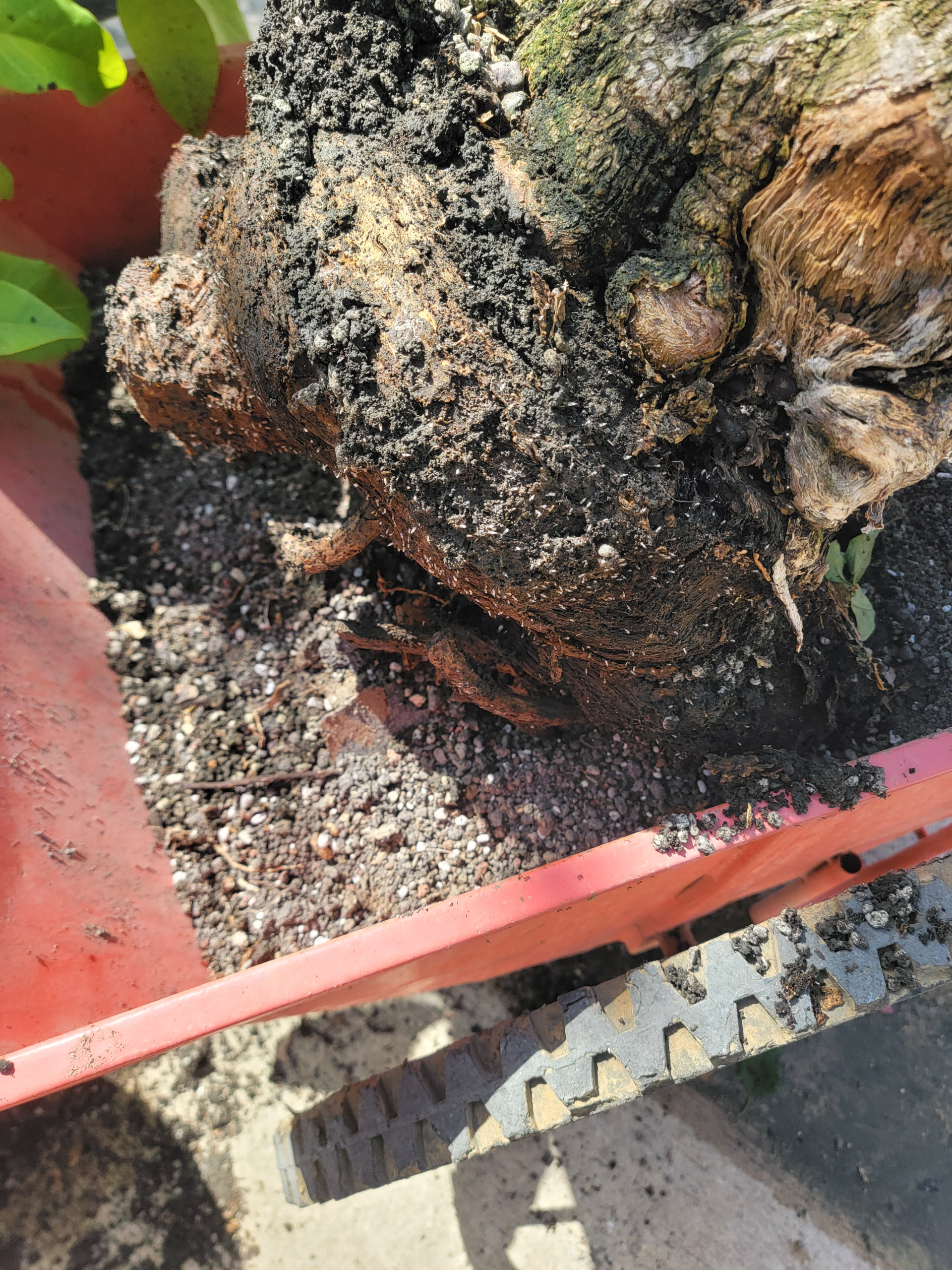 Root rot
