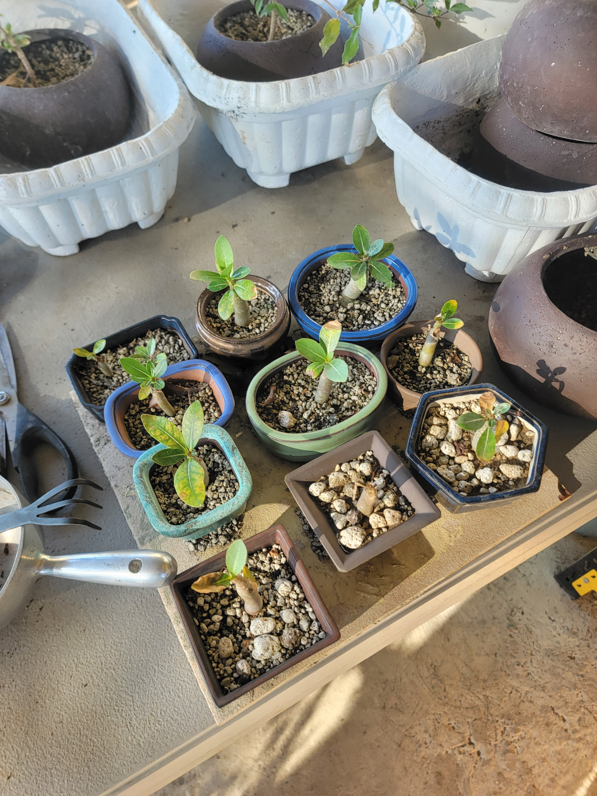 Baby Adeniums