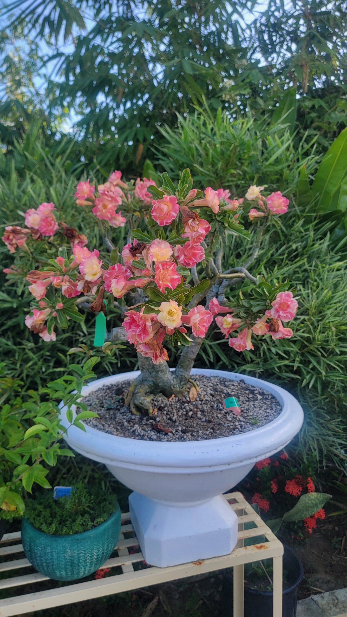 Moana Adenium