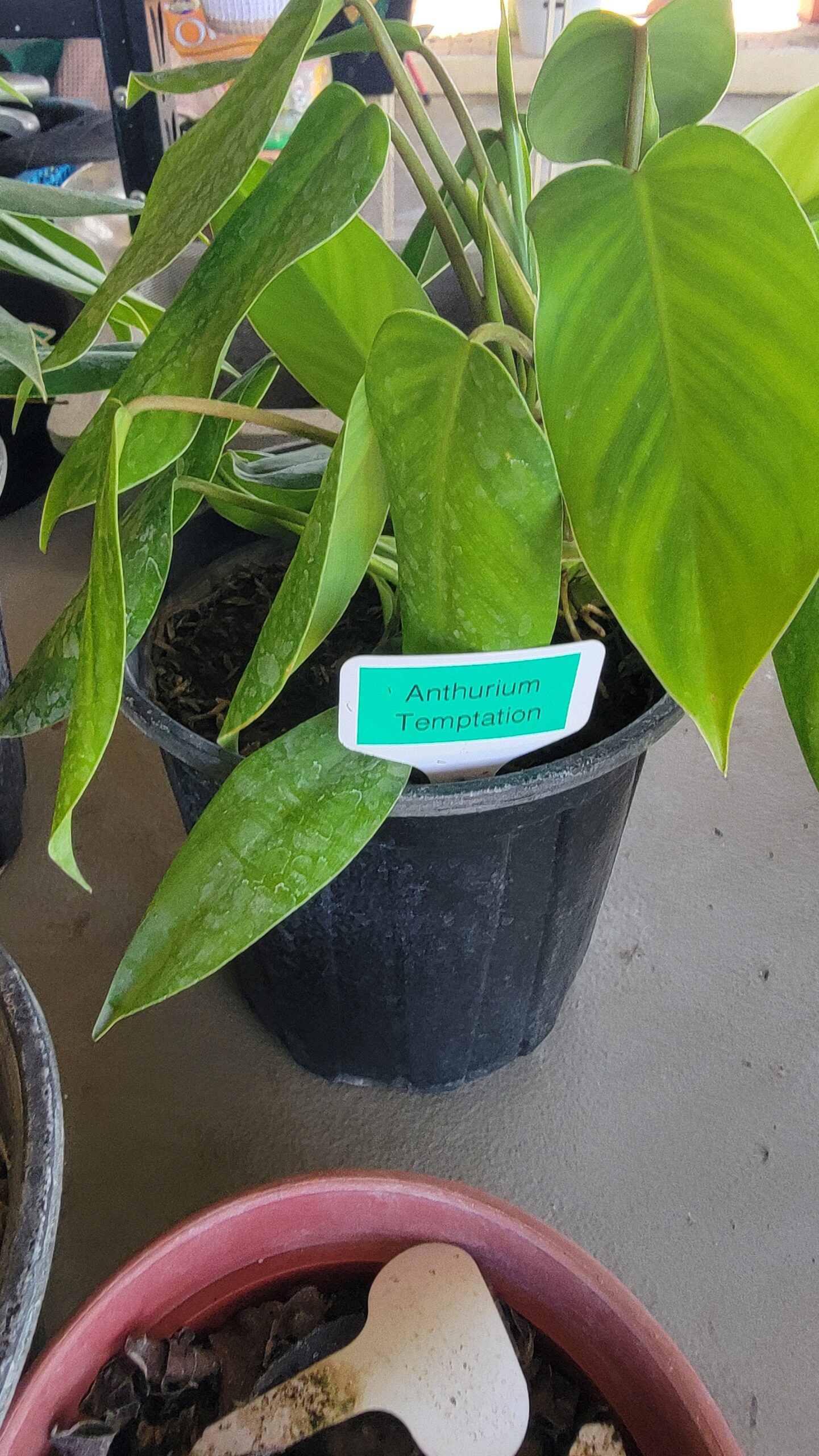 Anthurium spp